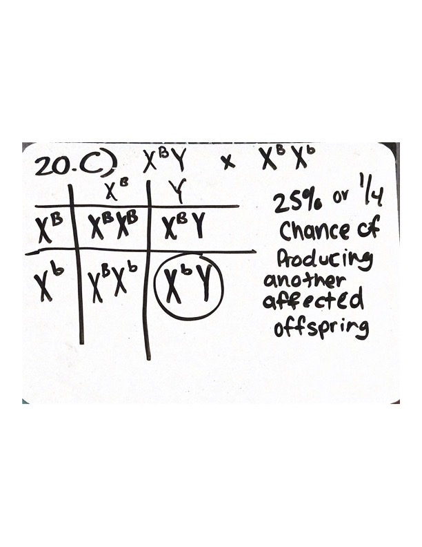 <p>A. <u>Most likely Recessive,</u> II-1 and II-2 appear as unaffected but produce an affected offspring which is a characteristic of a recessive pedigree which makes sense since II-2 had an affected parent and is therefore a carrier</p><p></p><p>B. <u>Most likely Sex-linked,</u> The affected mother in Gen I lead to 2 affected sons in Gen II which is a characteristic of Sex-linked recessive. Also a majority of males are affected in this pedigree which is also a characteristic of sex-linked recessive</p><p></p><p>C. (Image attached)</p><ul><li><p><em>If the pedigree is most likely Sex-linked Recessive, we know that II-2 has a genotype of X^BX^b (their affected mother from Gen I made her a carrier of the recessive allele, and to have an affected son but be unaffected herself she must be heterozygous)</em></p></li><li><p><em>The father is also unaffected and can only carry 1 X allele which must be X^B to be unaffected</em></p></li><li><p>Even though they already have an affected son, the odds of having another affected child remains the same</p></li></ul>