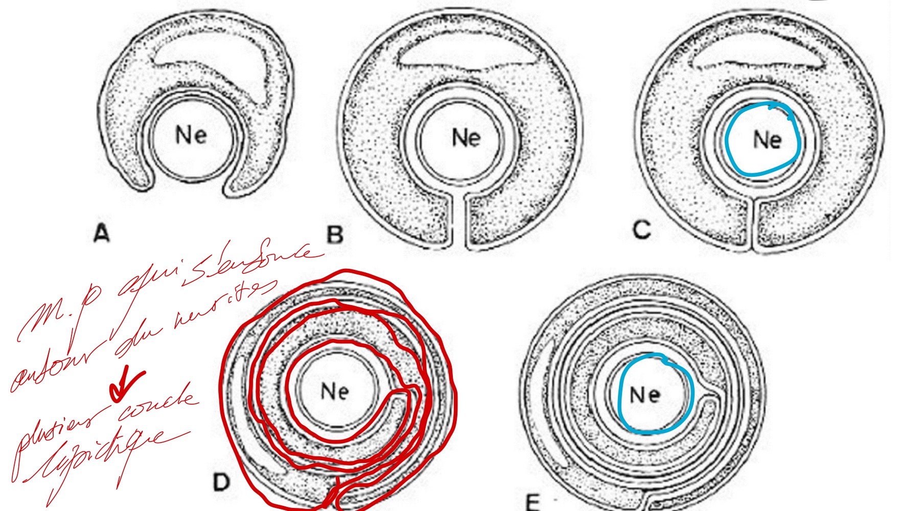 <p>1) Fusion des feuillet externe de la membrane plasmique (C).</p><p>2) La menbrane plasmique va s’enrouler autour du neurite.</p><p>3) Fusion des feuillets internes et élimination du cytoplasme (E)</p>