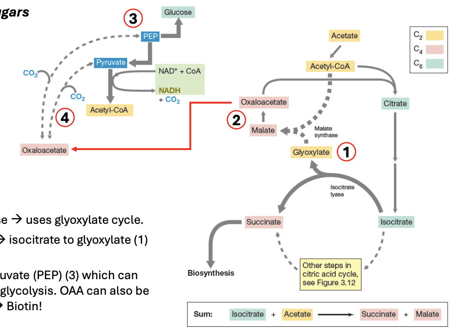 <p><strong>Gluconeogenesis</strong></p>