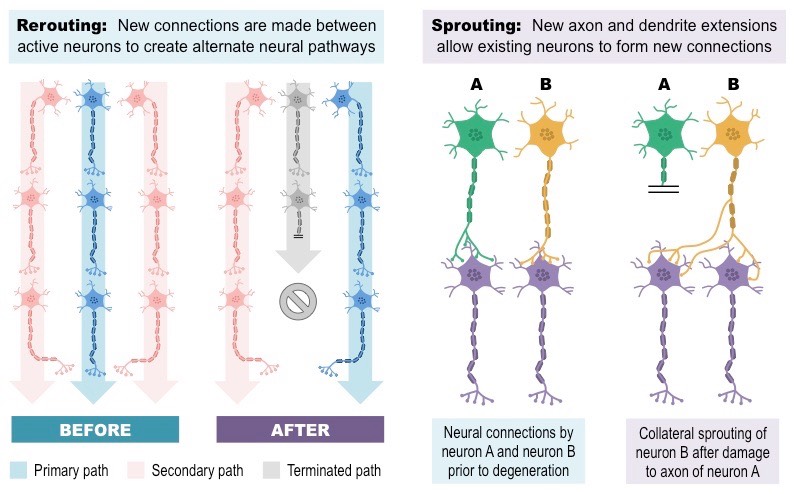 <p><span>via two primary mechanisms</span></p><ul><li><p><strong><span>rerouting</span></strong></p></li><li><p><strong><span>sprouting</span></strong></p></li></ul>