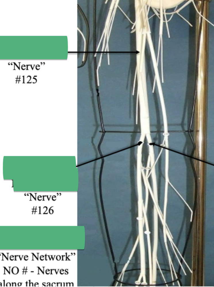 <p>Label nerve #126 </p>