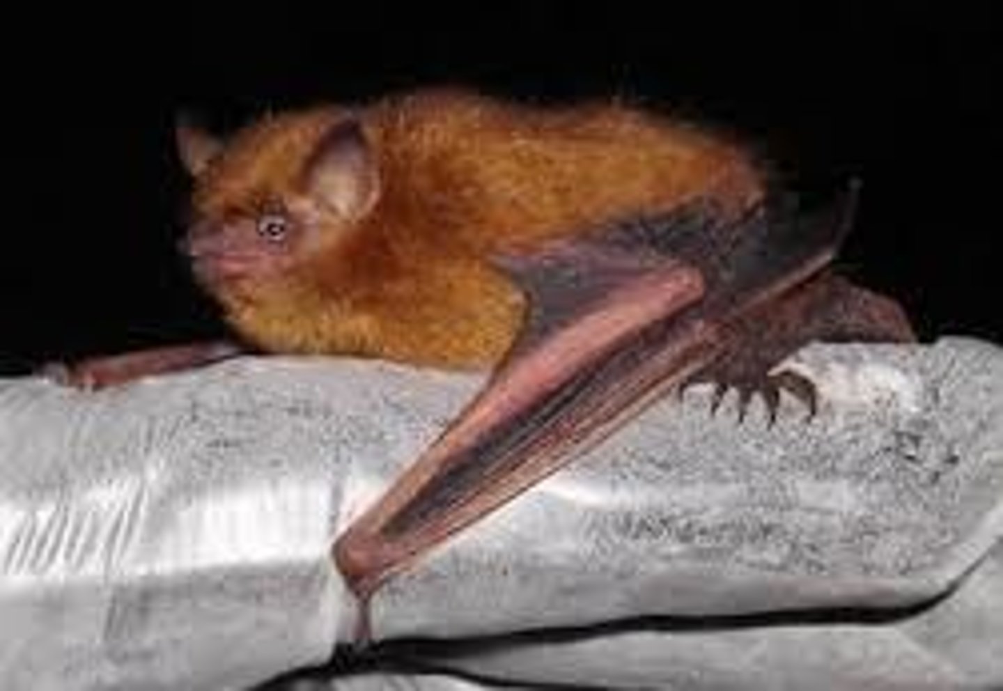 <p>Tri-colored bat</p>