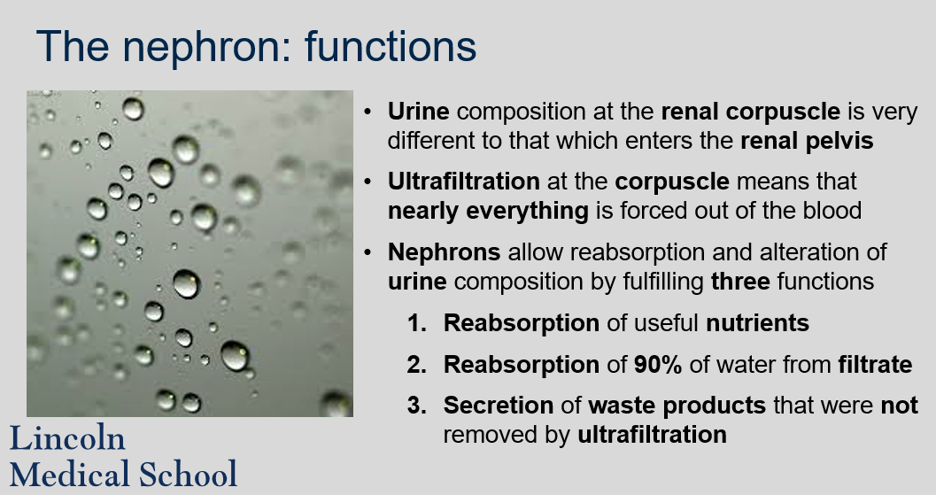 No, the composition of urine at the renal corpuscle is very different from that which enters the renal pelvis. 