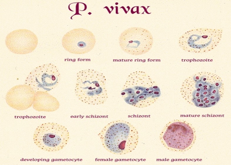 Not as severe
Schuffner's dots
Invade retics (very immature RBC)
12-14 merozoites
gamete fills the cell
48 hour fever cycle