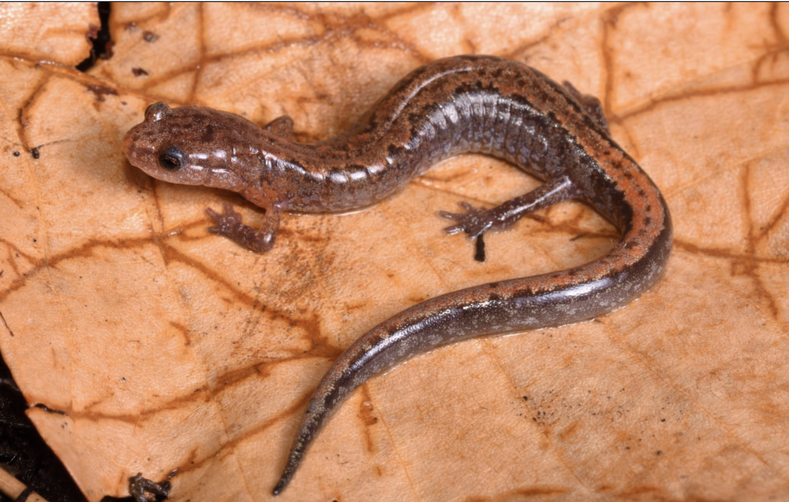 <p>Usually yellow, gray, or black zigzag</p><p>pattern on dorsum that may have wavy</p><p>edges; sometimes unmarked; black and</p><p>white belly markings; W and C. KY</p>