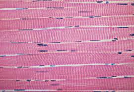 <p>Striated, multinucleated voluntary muscle attached to bones.</p>
