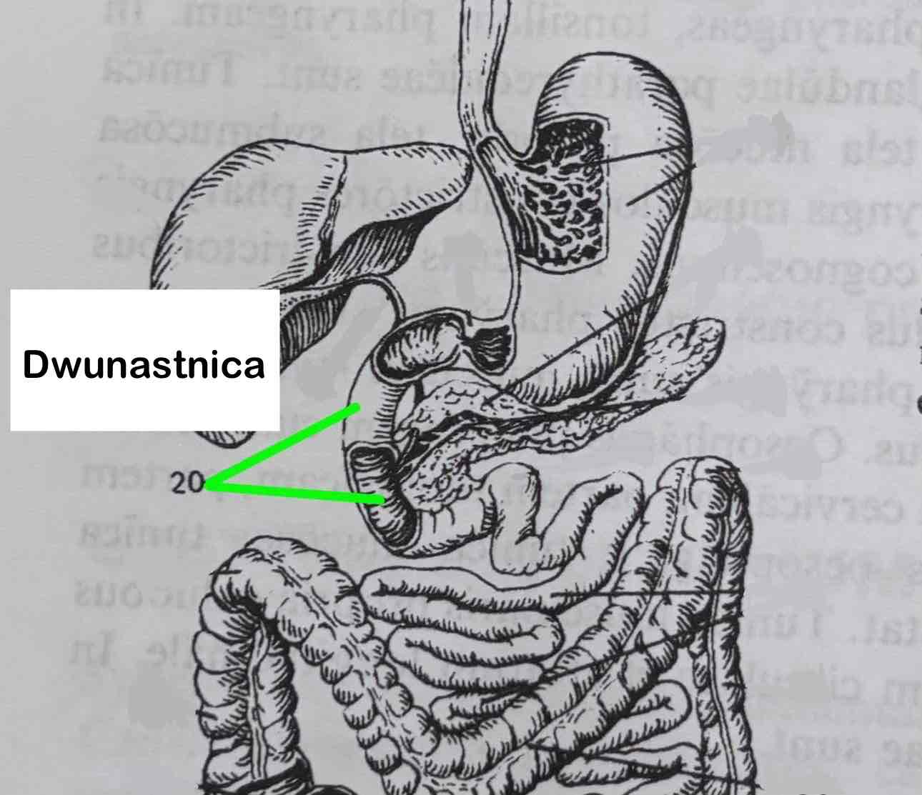 <p>Dwunastnica </p>