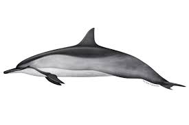 <p>Spinner dolphin</p>