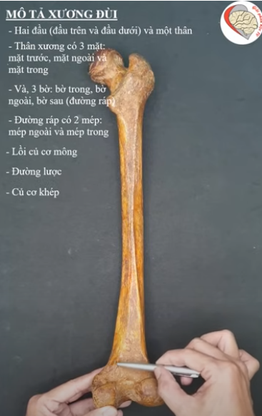 <p><span style="color: blue"><strong>Củ cơ khép </strong></span><span style="color: red"><strong>(Adductor tubercle)</strong></span> là nơi nào có cơ nào bám vào?</p><p>A. Cơ khép lớn</p><p>B. Cơ mông lớn</p><p>C. Cơ rộng ngoài</p><p>D. Cơ lược</p>