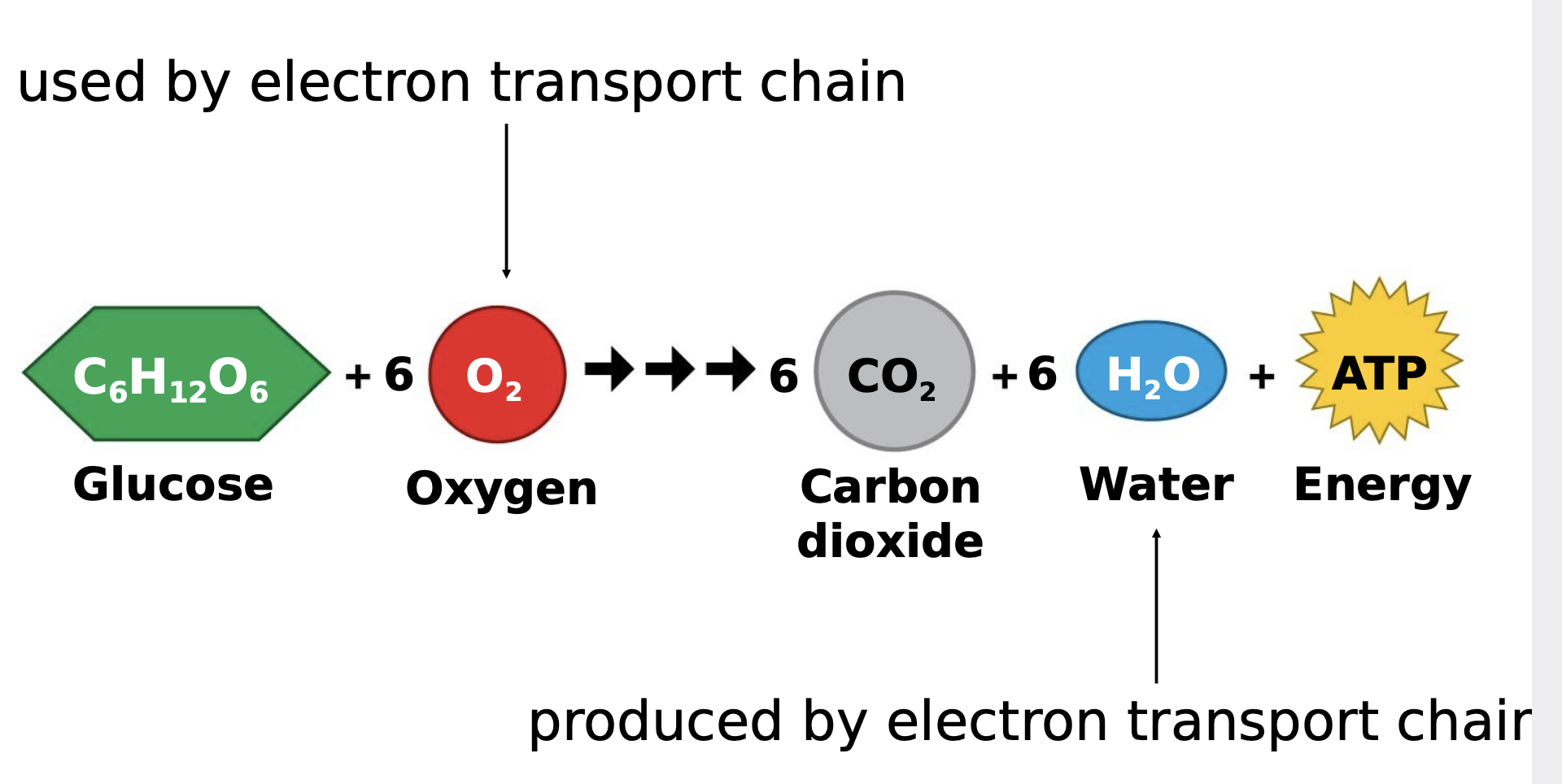 6O2 is used and 6 H2O is produced 
