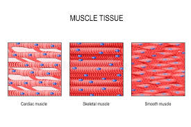 <p>A type of muscle tissue that is striated and under voluntary control.</p>