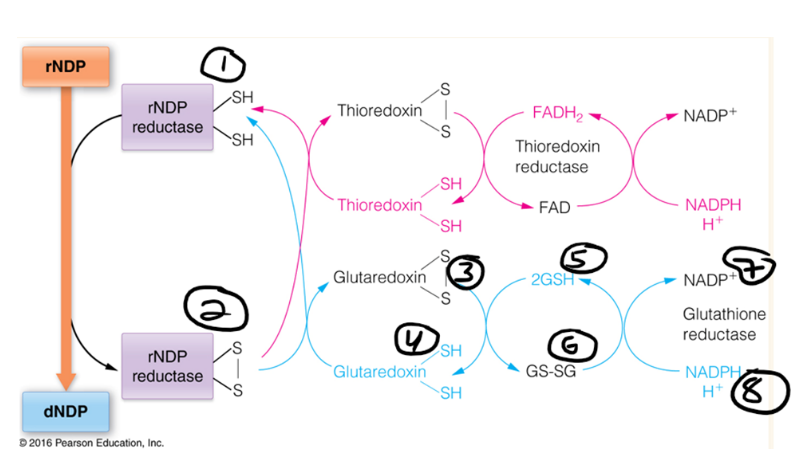 <p><span>In the following diagram, which molecules are in their oxidized form?</span></p>
