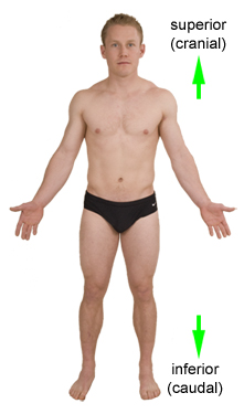 <p>above; toward the head</p>