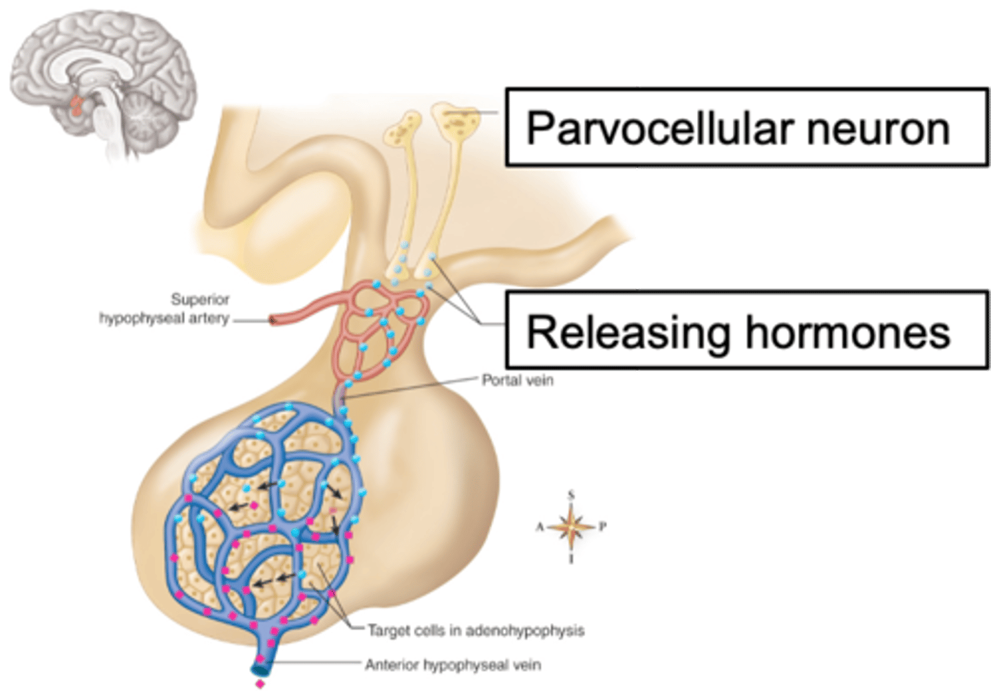 <p>What are troph cells?</p>