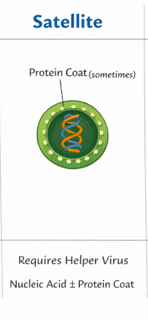 <p>nucleoc acids and proteins coat sometimes </p>