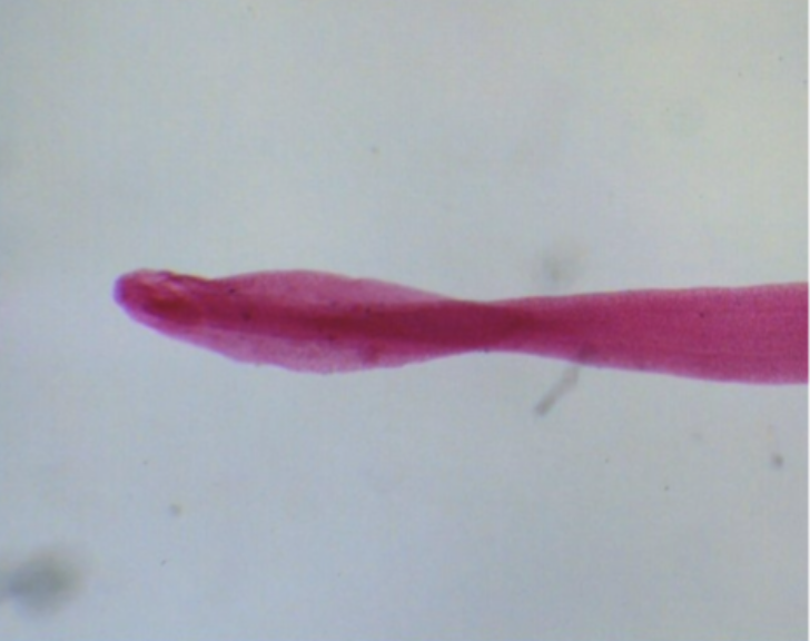 <ul><li><p>identify</p></li><li><p>m.o.t</p></li></ul><ul><li><p>infective stage</p></li><li><p>d host, i host</p></li></ul><p></p>