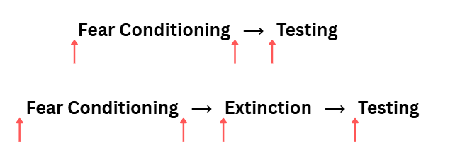 <p>Acquisition = Before fear cond/ext</p><p>Consolidation = Just after fear cond/ext</p><p>Retrieval = Before test</p>