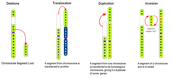 <ul><li><p>Deletion</p></li><li><p>Duplication</p></li><li><p>Translocation</p></li><li><p>Inversion</p></li><li><p>Insertion</p></li></ul>