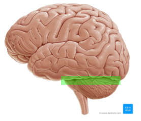 <p>Identify the highlighted region and the textbook definition associated with it</p>