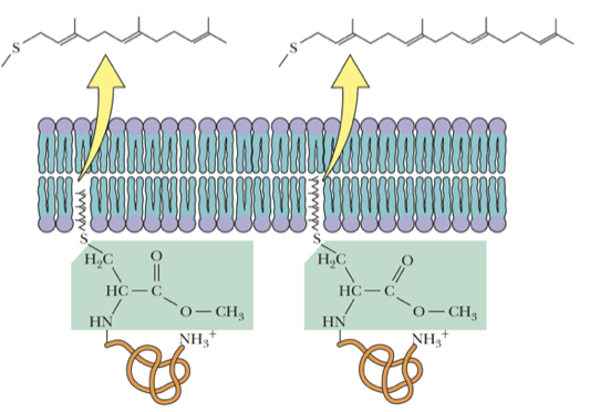 <ul><li><p>Polyprenyl (prenyl): Long-chain polyisoprenoid groups derived from isoprene units.</p></li></ul><ul><li><p>Prenylation of proteins destined for membrane anchoring can involve either <strong>farnesyl</strong> or <strong>geranyl-geranyl </strong>groups</p></li></ul><p></p>