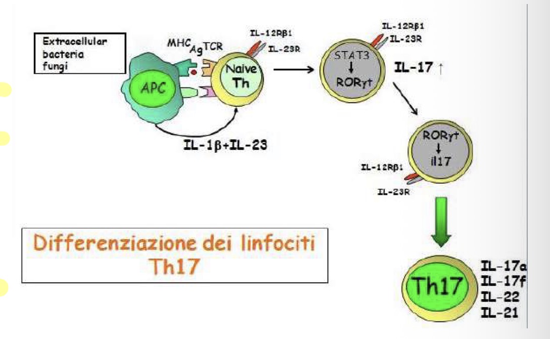 <p>In risposta a batteri extra cellulari e funghi gli APC producono IL1beta e IL23 che agiscono sulla naive su Th naive che fosforilano STAT3 che trasloca nel nucleo dove ha target il fattore di trascrizione RORgammat.</p><p>I geni target saranno IL23 e soprattutto IL17.</p><p>Ora il Th17 produce IL17a, IL17f, IL22 e IL21</p>