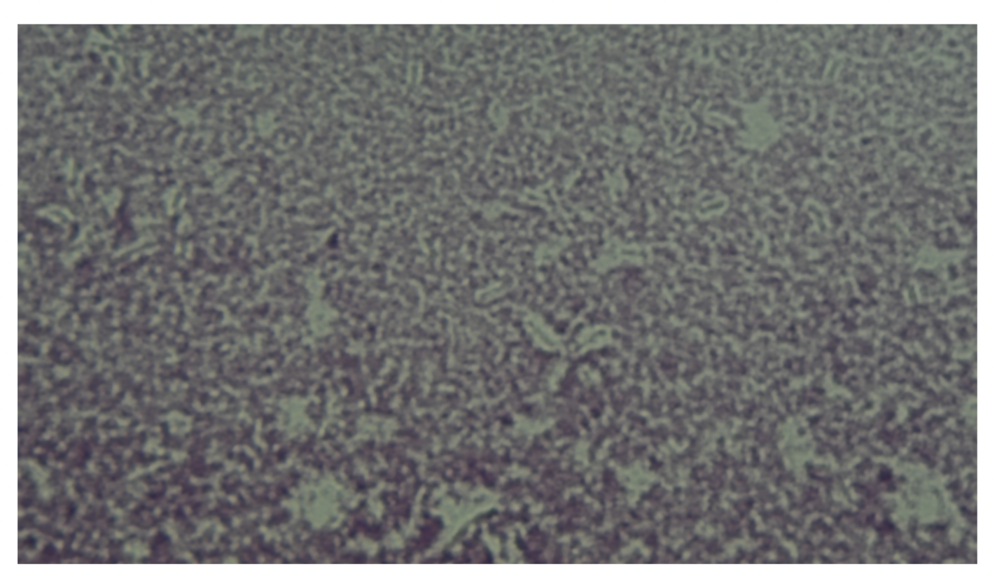 <p>Bacterial Capsules</p>