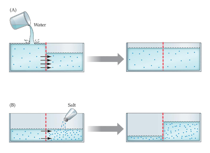 <p>Movement of water molecules to equalize the concentration of two solutions on either side of a semi-permeable membrane</p>