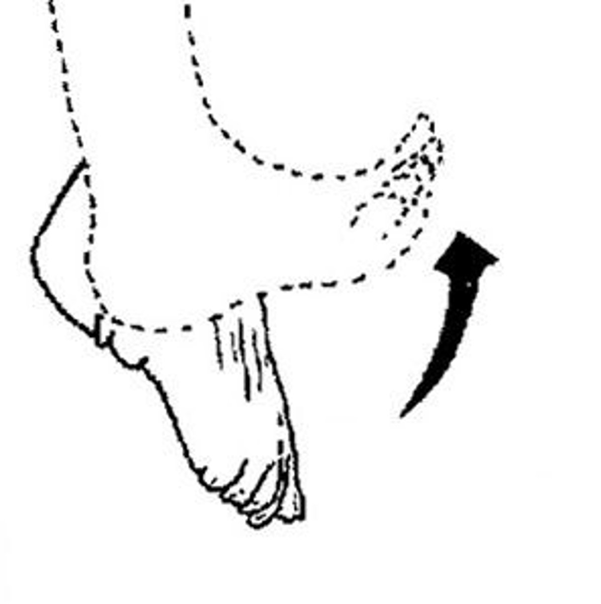 <p>bending of the foot or the toes upward</p>
