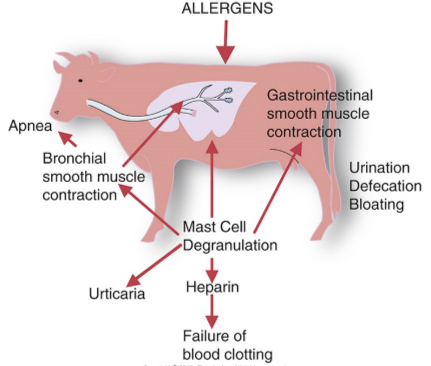 <p>A severe form of immediate hypersensitivity that can be fatal.</p><p></p><p>Widespread mast cell activation leads to degranulation in response to a systemic antigen.</p><p></p><p>It is a systemic reaction characterized by edema in many tissues, including larynx and a fall in blood pressure and airway obstruction.</p>