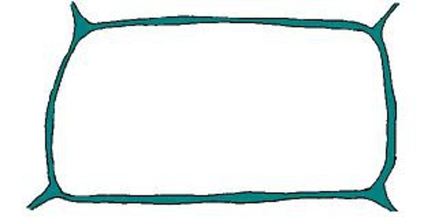 <p>The rigid or inflexible boundary found in plant cells. It is made of cellulose an provides support and structure to the cell.</p>