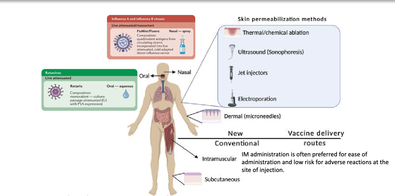 <p>the route → oral, nasal, intramuscular, subcutaneous, etc. determines the location of immune priming, and different routes can elicit better immune responses than others</p><ul><li><p>IM often preferred for ease of administration and low risk for adverse reactions at site of injection</p></li></ul><p></p>