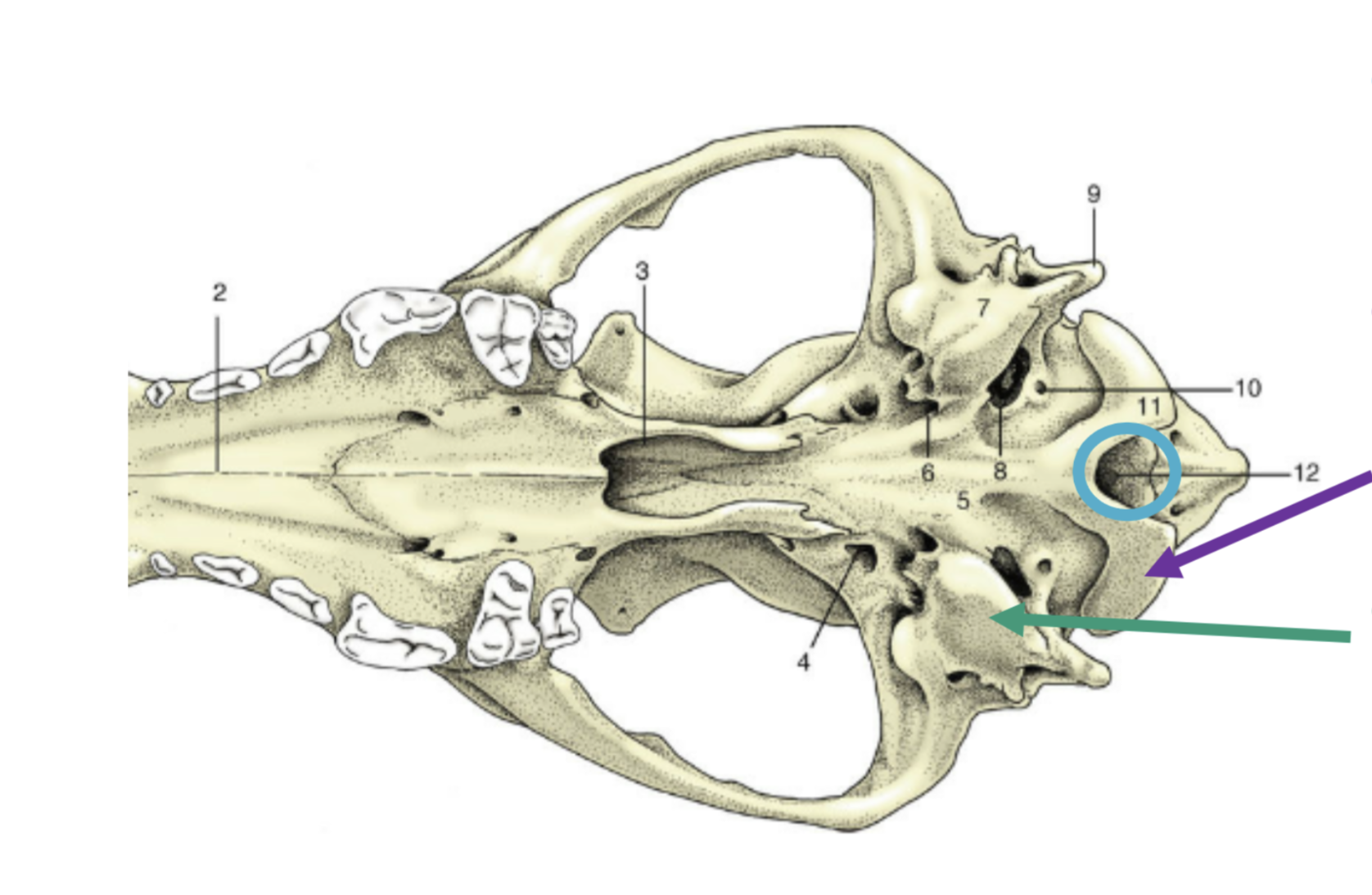 <p>Which bone segment is represented by green?</p>