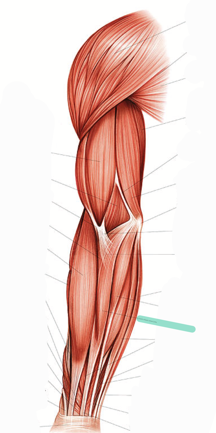 <p>Flexes and ABducts wrist</p>