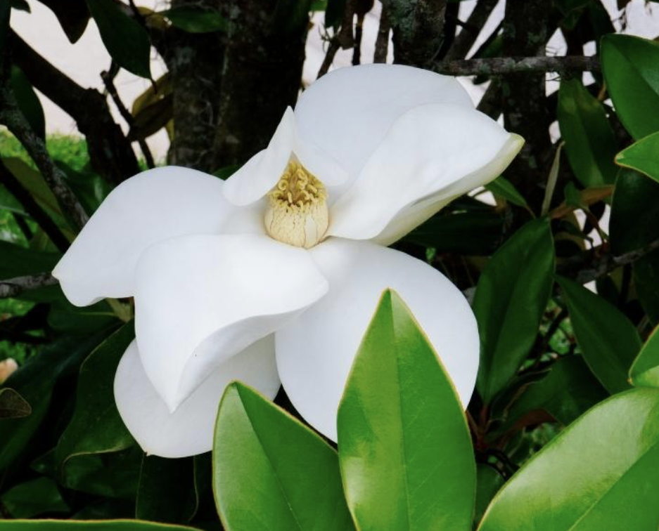 Flower 161