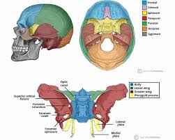 <p>Sphenoid bone</p>