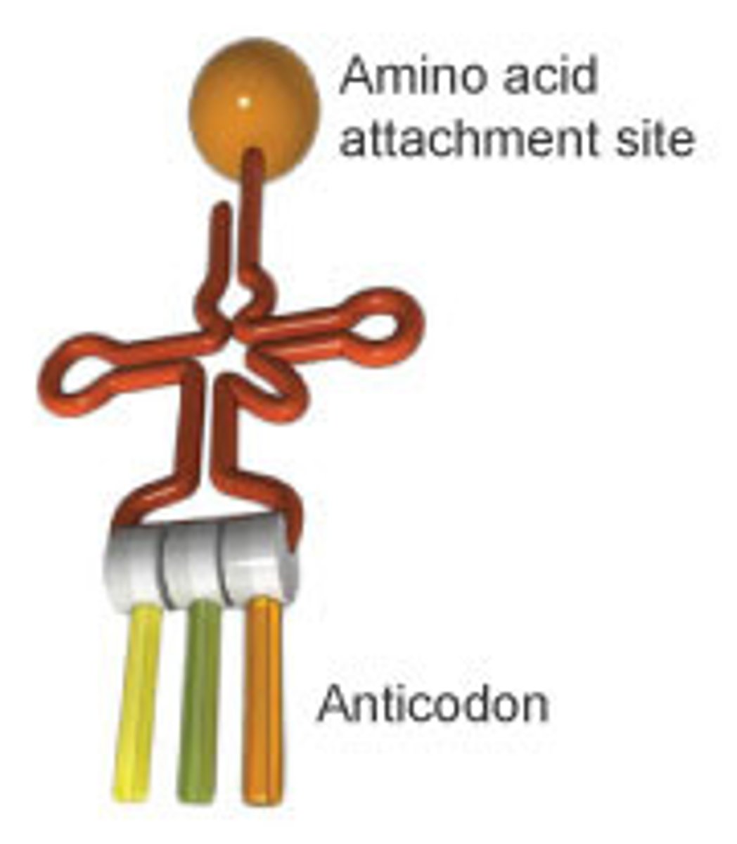 <p>group of three bases on a tRNA molecule that are complementary to an mRNA codon</p>