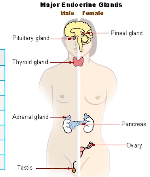 <p>Endocrine system</p>