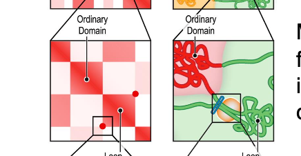 <p>squares of enhanced contact frequency along the diagonal indicate the presence of small domains of condensed chromatin</p>