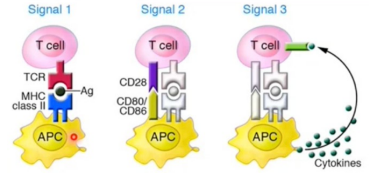 <p>TCR en MHCI/II</p><p>B7 en CD28</p><p>Cytokine afgifte</p>