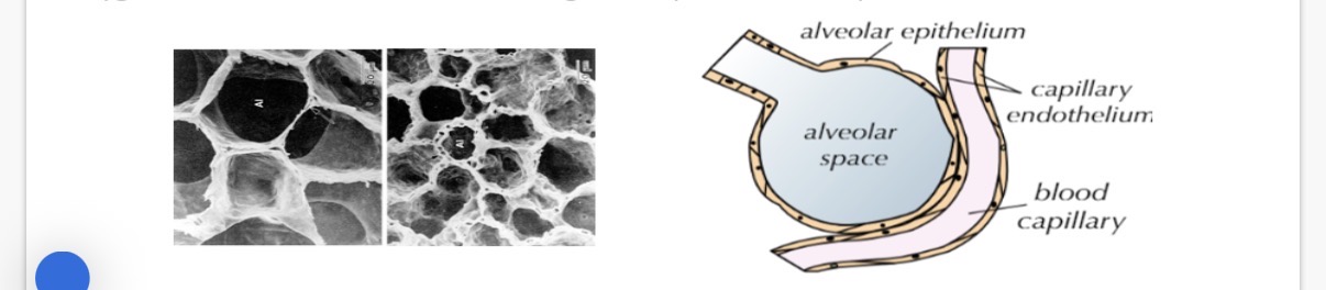 <p>Alveoli- Gas exchange</p><p>The exchange of oxygen and carbon dioxide occurs between the alveoli and the capillaries(they connect arteries and veins) in the …1?.</p><p>Oxygen and carbon dioxide are exchanged in a process of …2? diffusion.</p><p></p><p>The oxygen diffuses …3? the alveoli and into the blood capillaries, before being carried away to the rest of the body for aerobic …4?. The blood in the capillaries has a relatively …5? concentration of oxygen and a …6? concentration of carbon dioxide and so the carbon dioxide diffuses from the blood and into the alveoli and is then ...7?.</p><p>Info:Alveoli gas exchange consists of thin network of capillaries and thin alveoli which have a large surface area and this occurs in moist conditions</p>