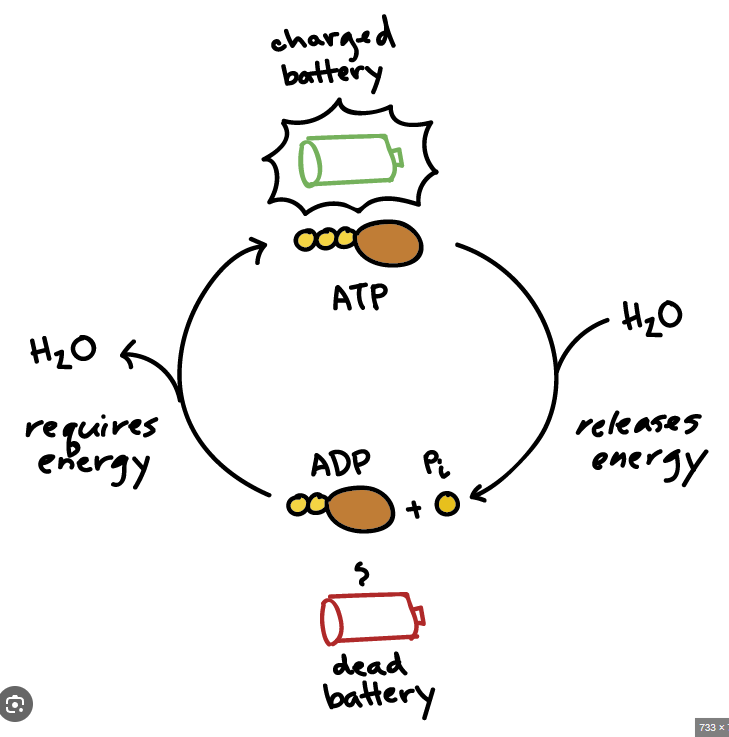 <ul><li><p><span>Cells generate ATP by combining ADP with Pi&nbsp;(Phospahte)</span></p></li><li><p><span>This is called a <strong>phosphorylation reaction&nbsp;</strong></span></p></li><li><p><span>ATP synthesis requires the input of energy (endergonic process)&nbsp;</span></p></li><li><p><span>Energy needed to make ATP comes from breakdown of complex molecules which contain an abundance of energy (exergonic process)&nbsp;</span></p></li><li><p><span>These complex molecules are carbohydrates proteins and fats</span></p></li></ul><p></p>