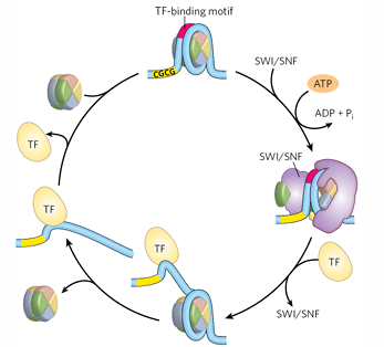 <p>a <strong>CRC</strong> that binds to nucleosomes, removes histone proteins, opens to recruit other proteins</p>