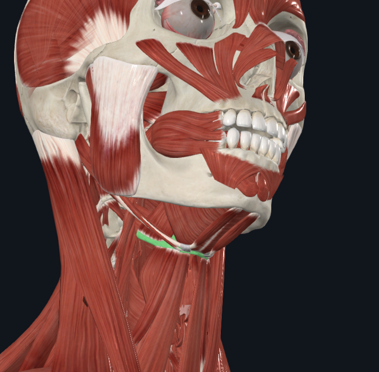 <p>What bone is highlighted</p>