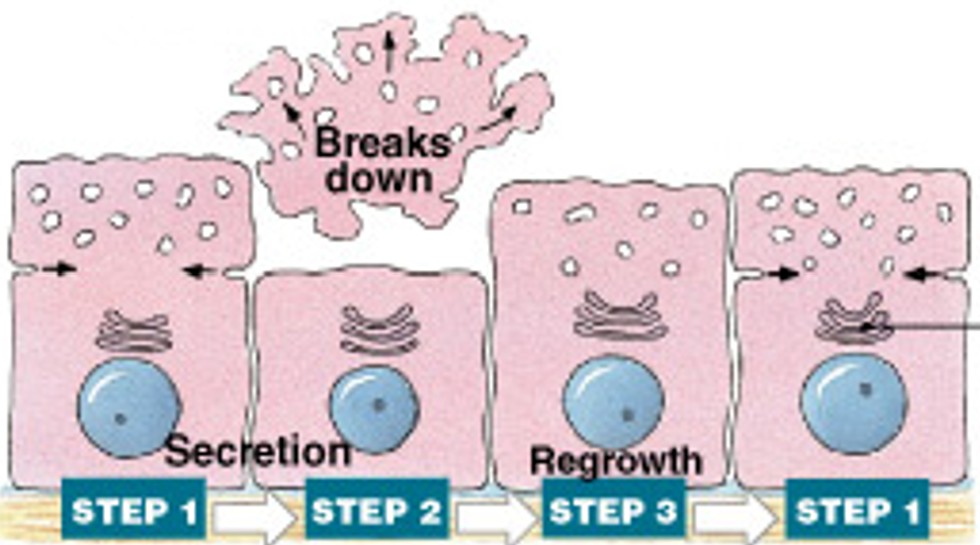 <p>Which modes of secretion are:</p><ul><li><p>Are produced in Golgi apparatus.</p></li><li><p>Are released by shedding cytoplasm.</p></li><li><p>Ex: mammary gland.</p></li></ul><p></p>