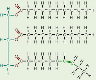 <p>Lipids</p>