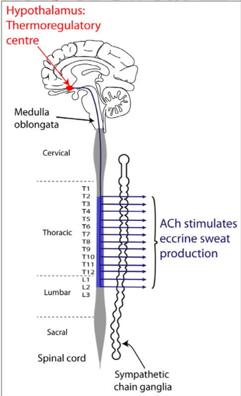 <ol><li><p class=""><strong>Thermoreceptors</strong> in the <strong>skin and CNS</strong> detect an <strong>increase in body temperature</strong>.</p></li><li><p class="">This activates the <strong>thermoregulatory centre</strong> in the <strong>hypothalamus</strong>.</p></li><li><p class="">Signals travel via the <strong>medulla oblongata</strong> to <strong>sympathetic ganglia</strong> in the spinal cord.</p></li><li><p class=""><strong>Post-ganglionic sympathetic nerves</strong> release <strong>acetylcholine (ACh)</strong>.</p></li><li><p class="">ACh binds to <strong>muscarinic receptors</strong> on <strong>eccrine sweat glands</strong>, triggering <strong>sweat secretion</strong>.</p></li></ol><p></p>