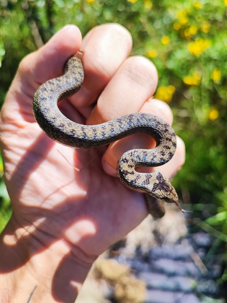 <p>Coronella austriaca</p>