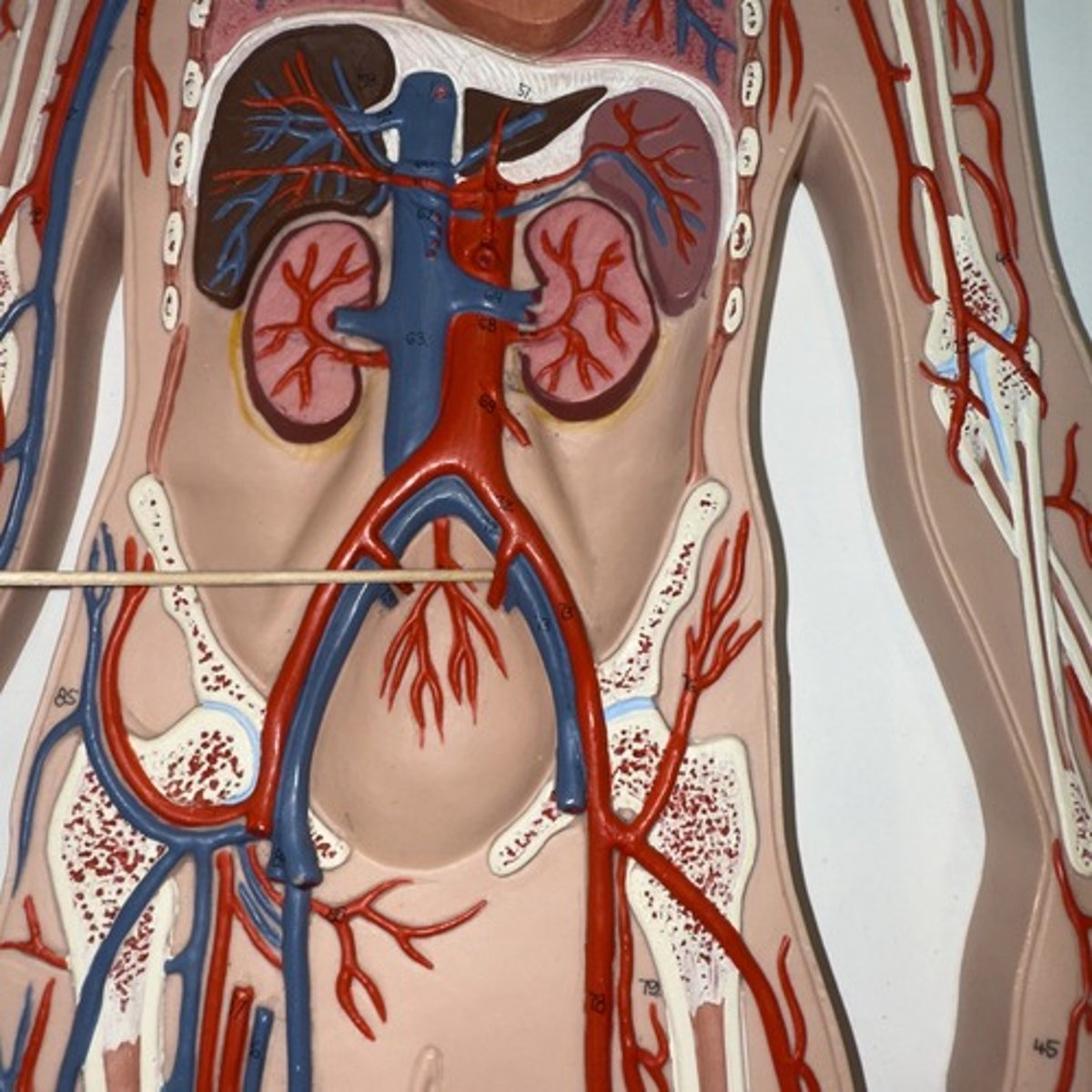 <p>Identify the structure.</p>