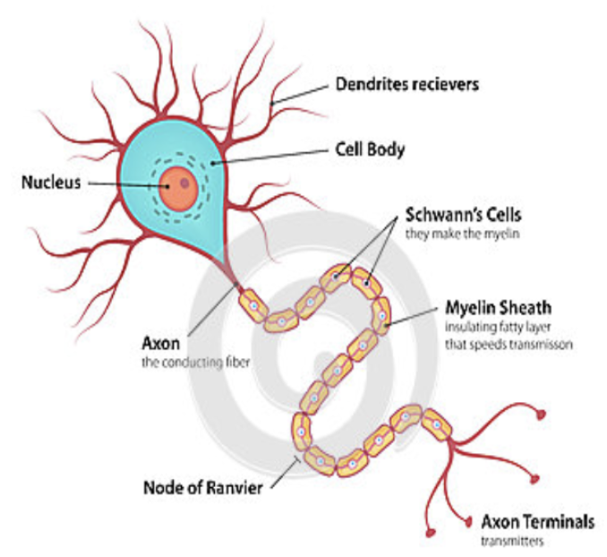 <p>Neurons </p>