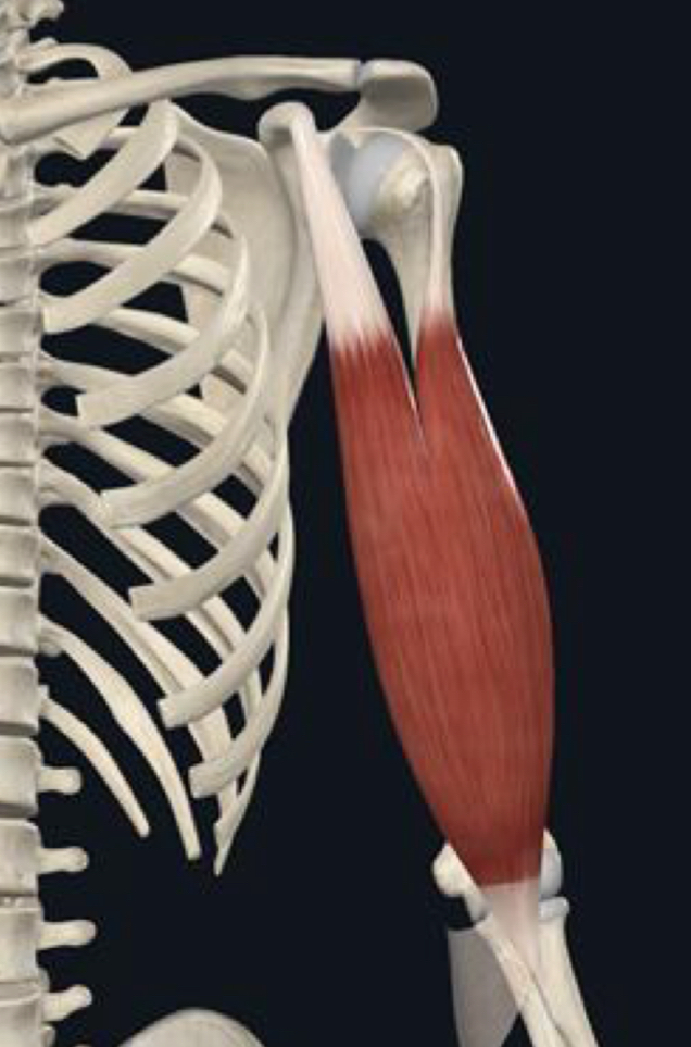 <p>What are the muscle actions of the biceps brachii?</p>